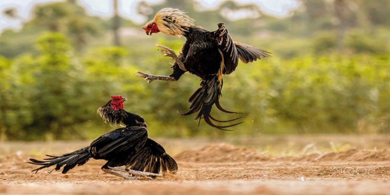 Chia sẻ kinh nghiệm chơi đá gà luôn thắng lớn tại Bj88
